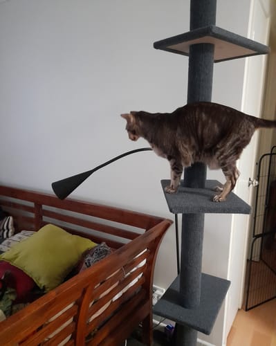Customer photo review of PaWz Floor to Ceiling Cat Tree Tower