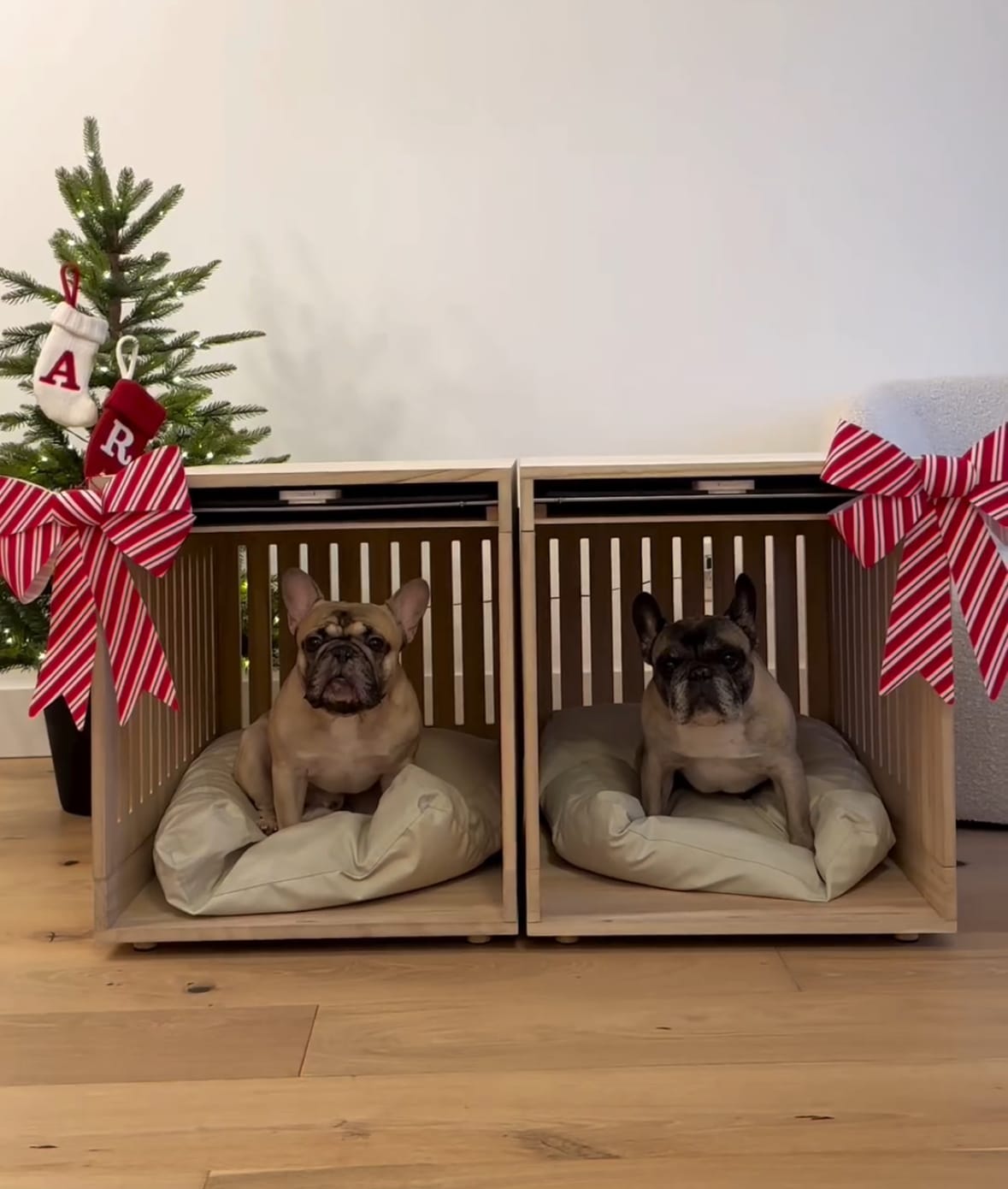 Customer photo review of Dog Crate