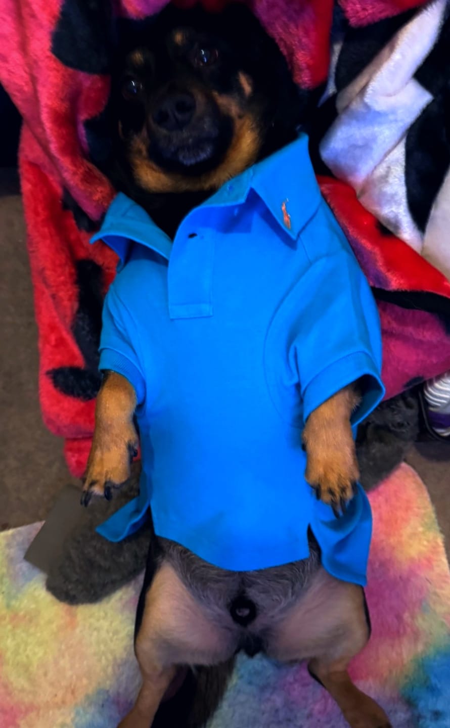 Customer photo review of Polo Ralph Lauren Cotton-Mesh Dog Polo Shirt