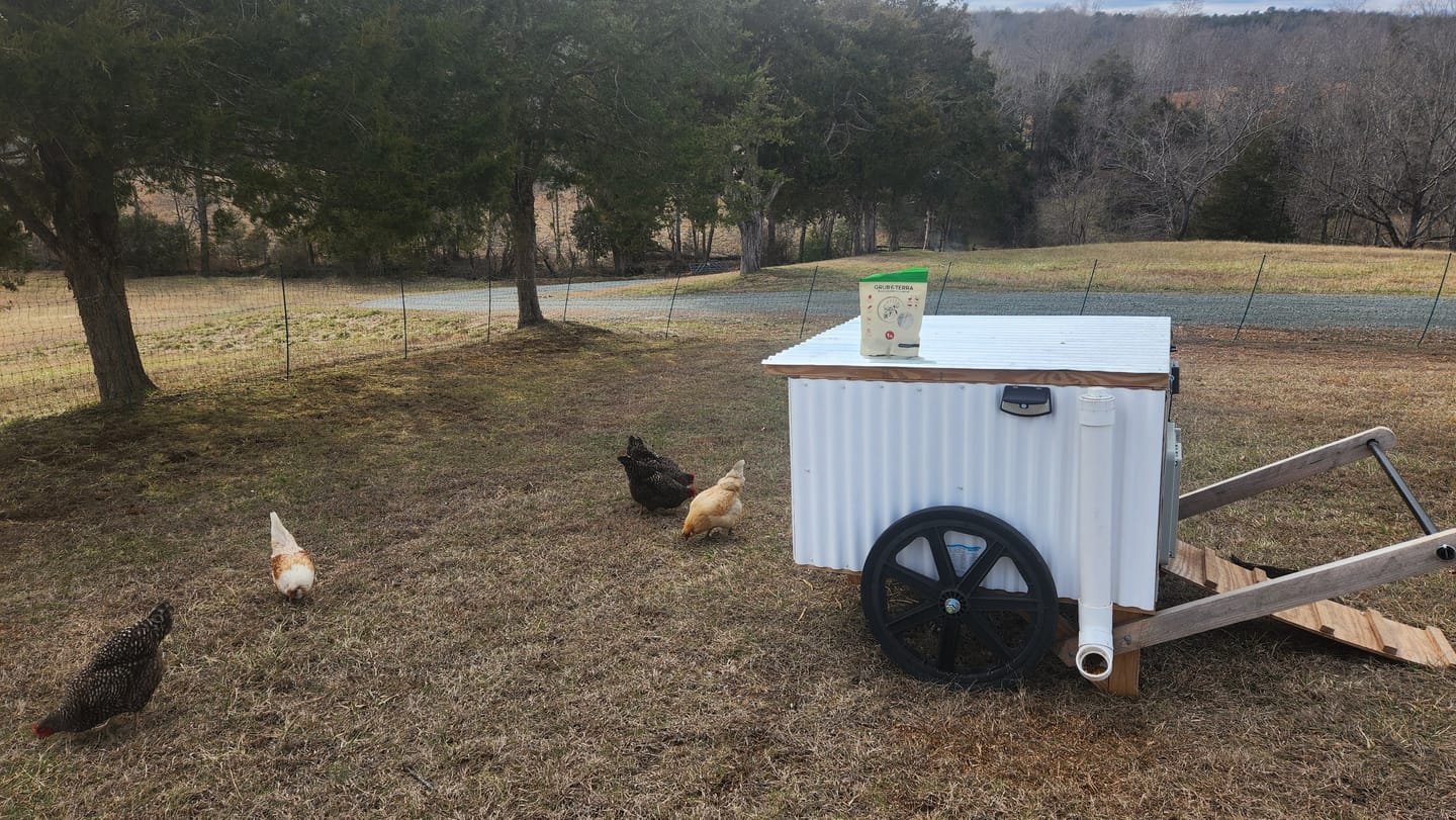 Customer photo review of GrubTerra Dried Black Soldier Fly Larvae - The Safest Treat For Your Flock