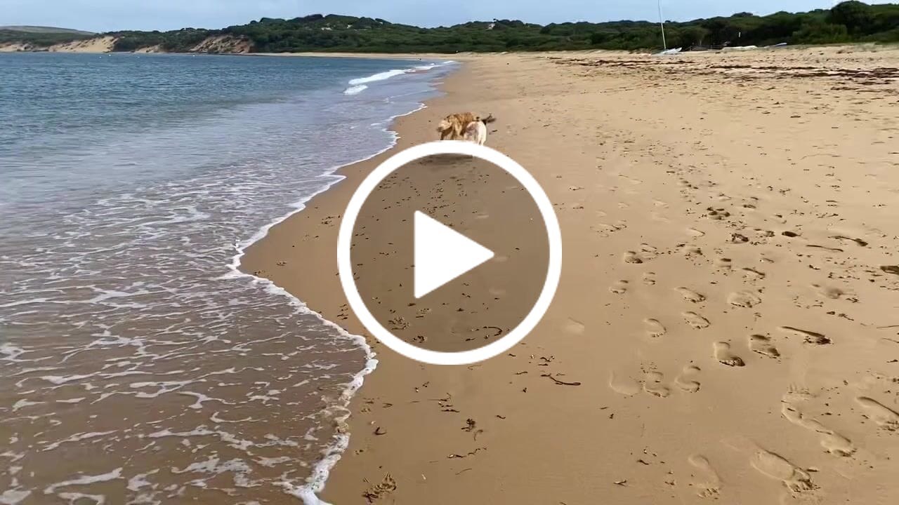 Customer video review of Kangaroo Trainers (High value treats) - Large Dogs