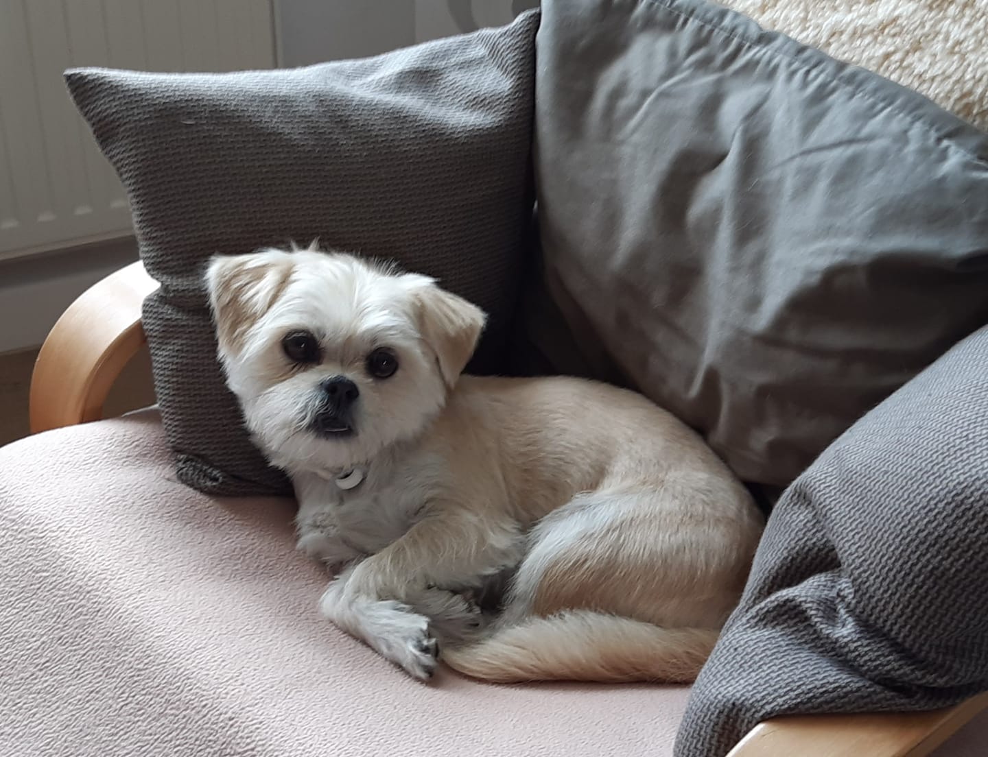 Customer photo review of Mikronährstofftest - Mängel Hund