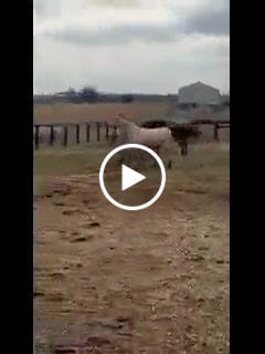 Customer video review of OptiWize Collagen +Plus Horse Joint Supplement