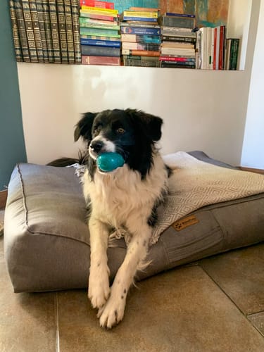 Customer photo review of Cama para mascota modelo origen Kuapets gris jaspeado