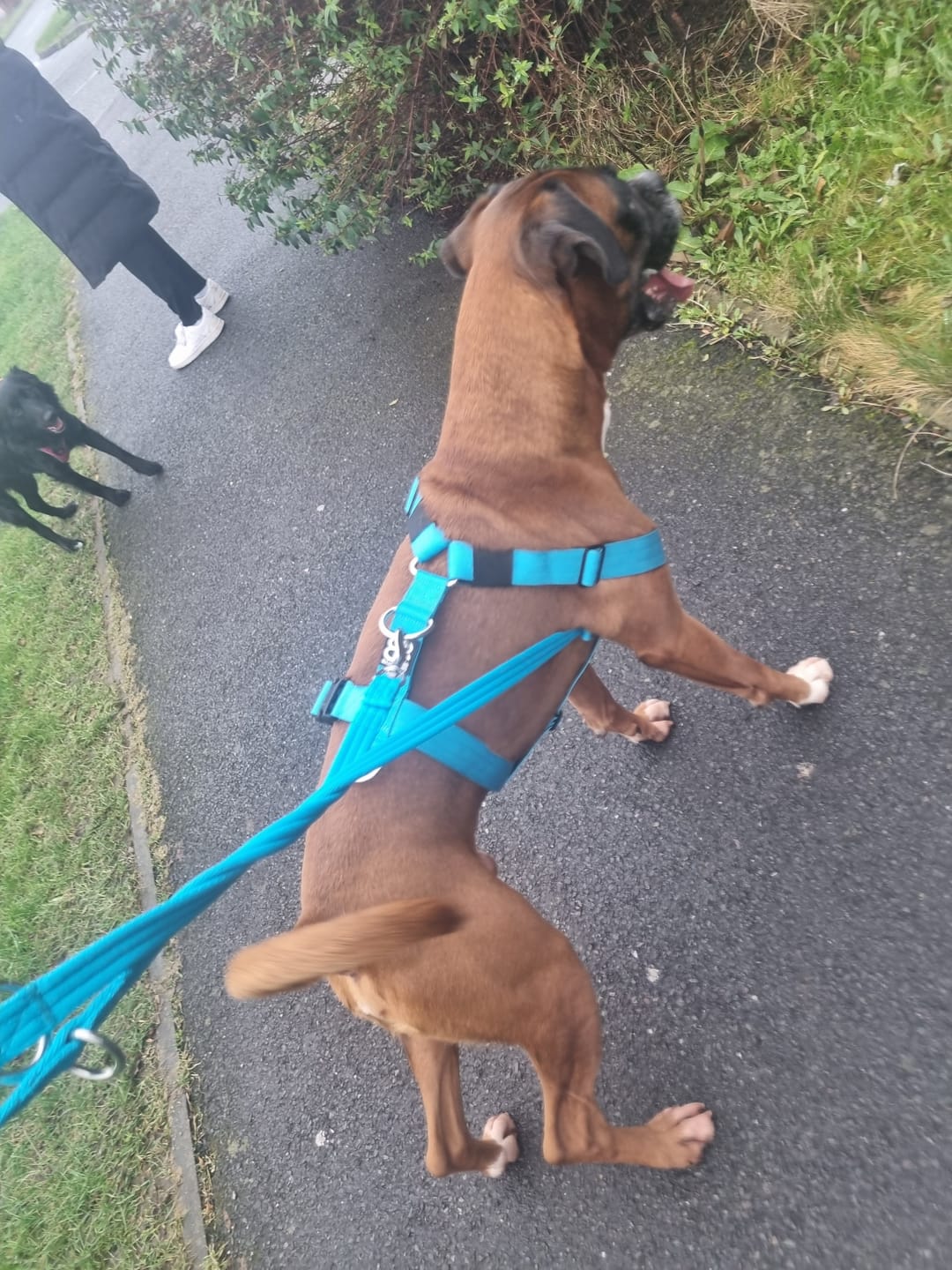 Customer photo review of TRI-Harness® | Anti-Pull, Adjustable & Durable - Dog Trainers Choice -  Light Blue v2.0
