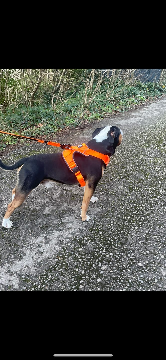 Customer photo review of 1.4m Swivel Combat Lead | Neoprene Lined, Secure Rated Clip with Soft Handle - Orange