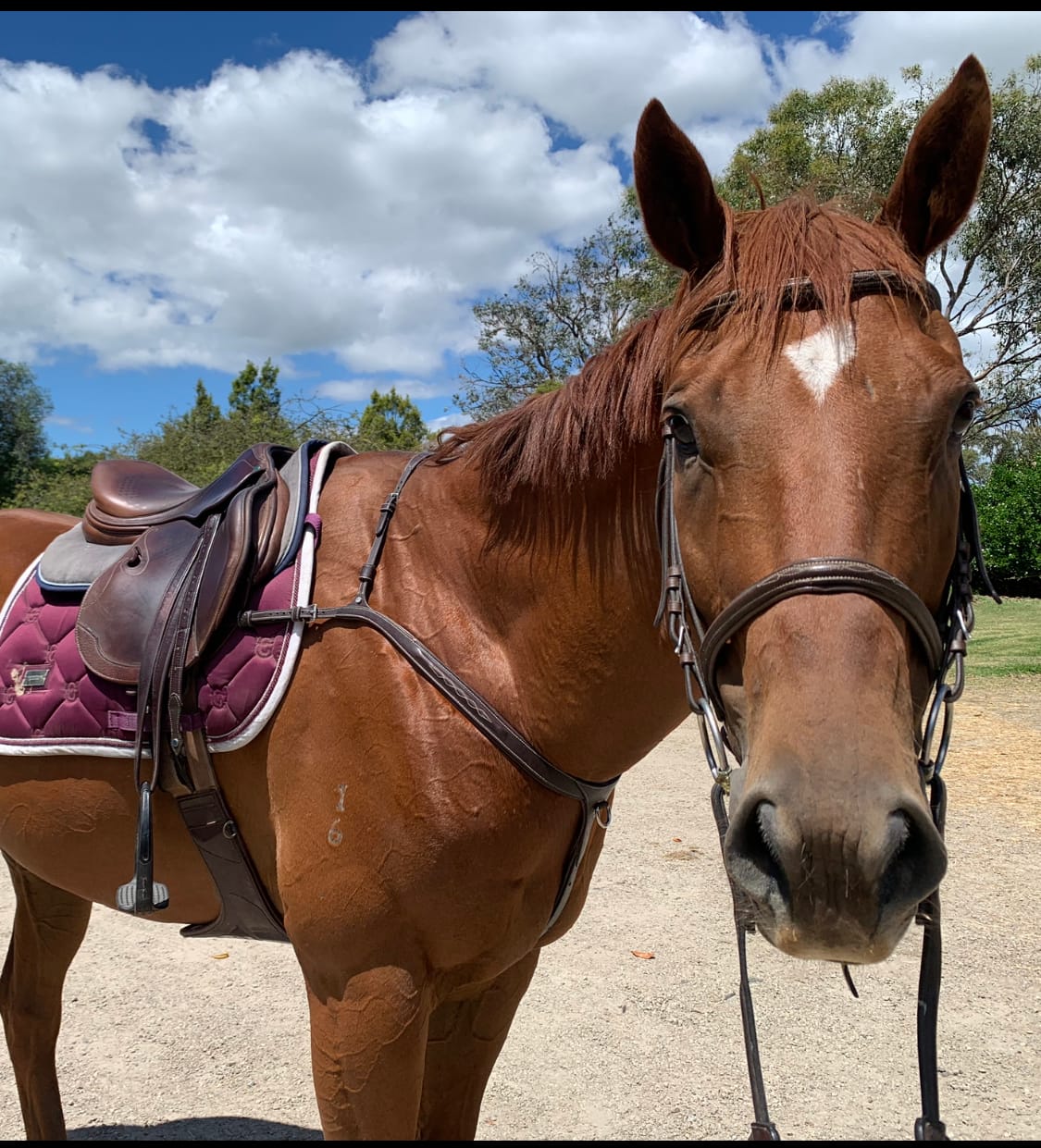 Customer photo review of PSOS Breastplate Tokyo