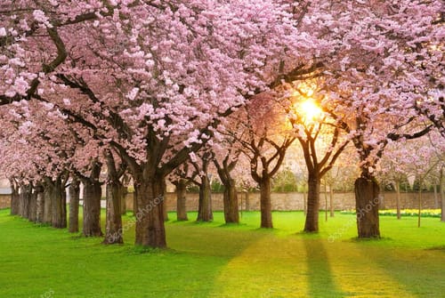 Customer photo review of Encens Japonais Luxe - Méditation