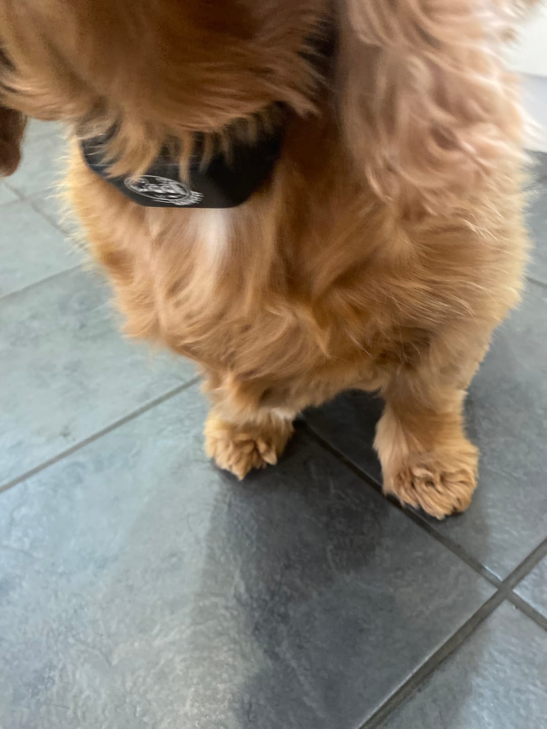Customer photo review of Rechargeable Anti Bark Training Collar - Sound & Vibration - No Shock