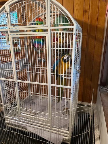 Customer photo review of Kings Cages 9004030 Dome Top Bird Cage 40X30X73