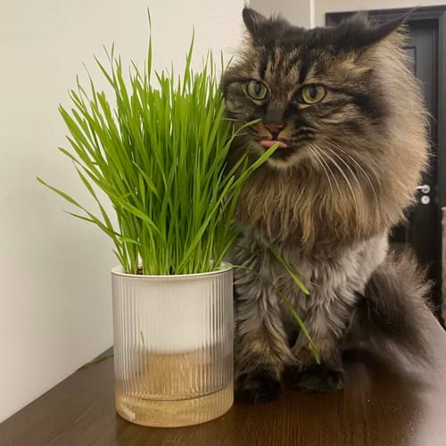 Customer photo review of MICHU All-in-One Soil-Free Cat Grass Grow Kit with Australian Seed and Mulch, Made in Australia