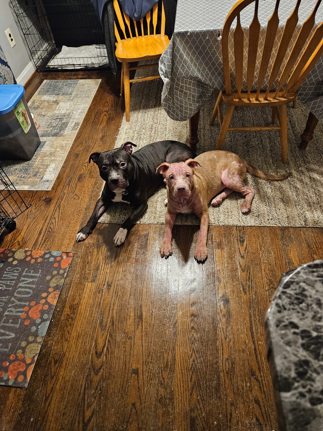 Customer photo review of Demodectic and Sarcoptic Mange (Scabies) Relief for Dogs