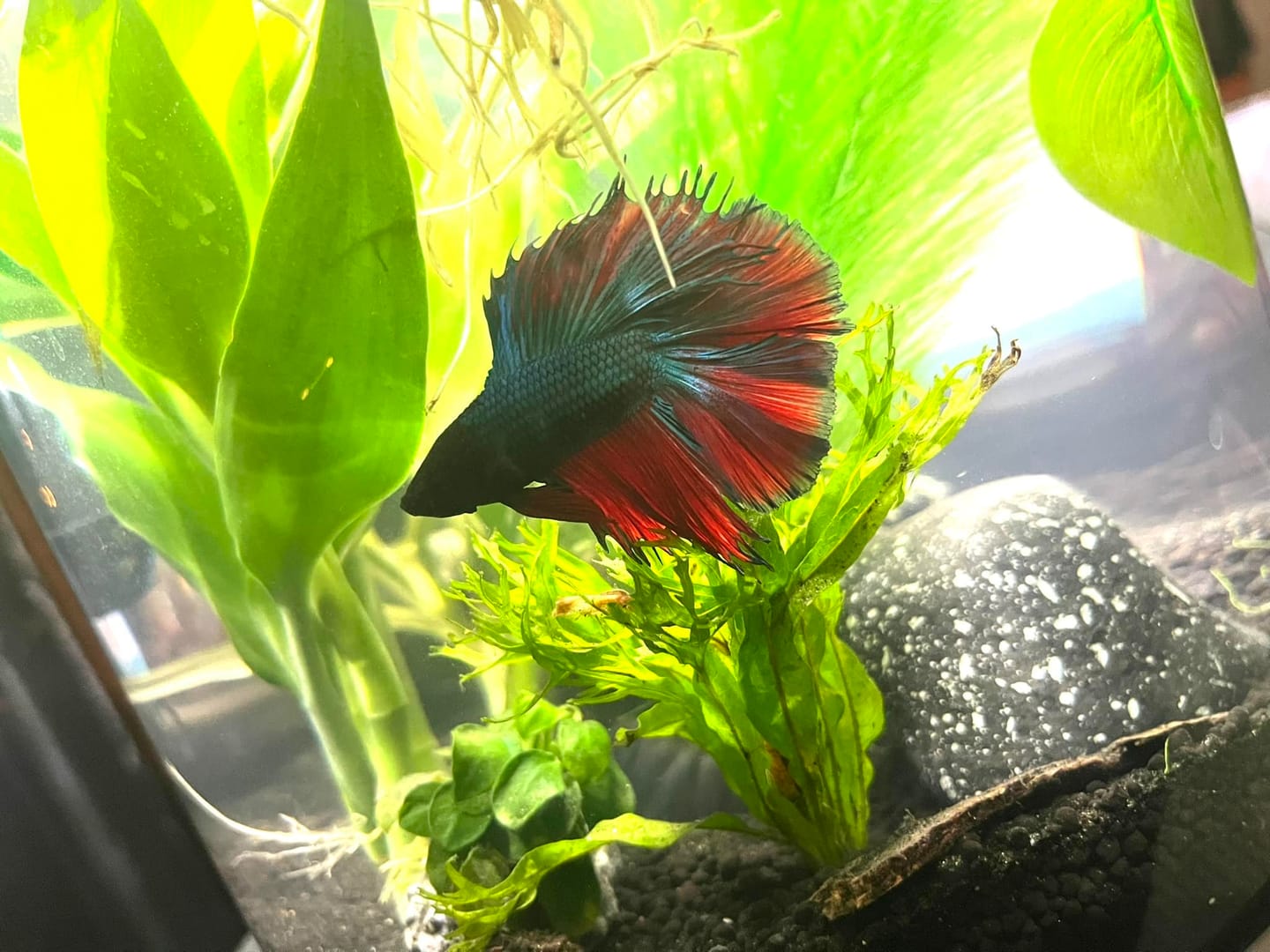 Customer photo review of Red Copper Halfmoon Male Betta Fish