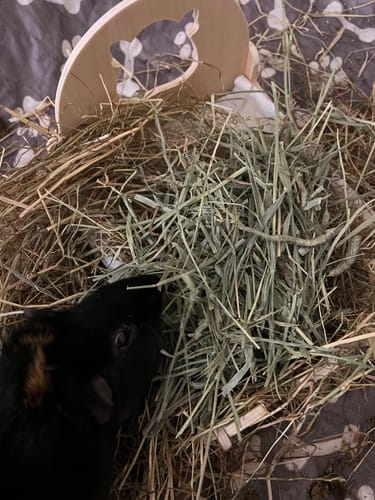 Customer photo review of Timothy Hay Box 'Blend'