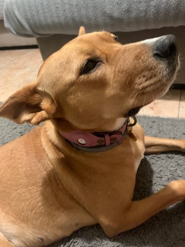 Customer photo review of Keepaws™ Leather AirTag Collar