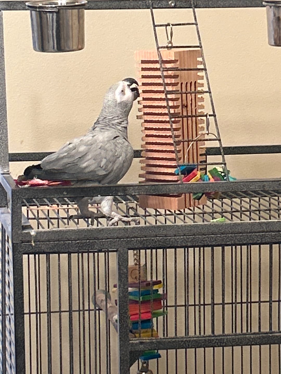 Customer photo review of Big Chippy - The Ultimate Toy For Big Birds