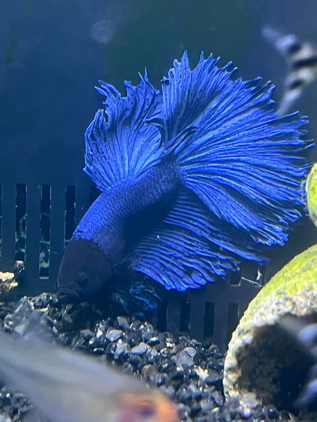 Customer photo review of Super Blue Halfmoon Male Betta Fish