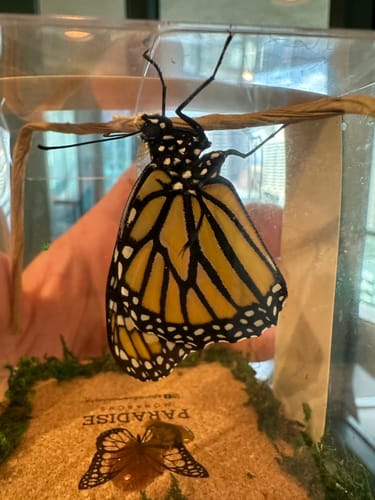 Customer photo review of Classic Live Monarch Butterfly Chrysalis Box