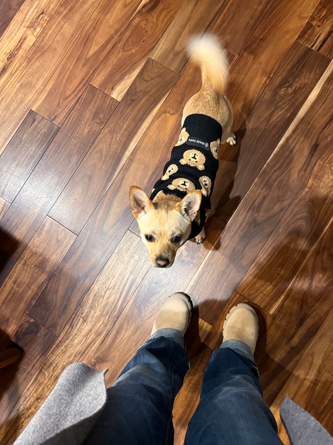 Customer photo review of Broken Teddy Bear Knit Dog Sweater - Black