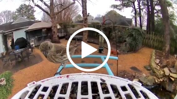 Customer video review of Birdfy Bird Seed Guard