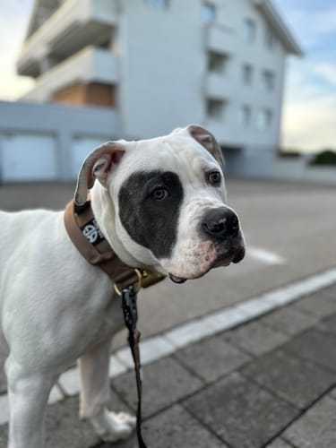 Customer photo review of Collare Crime 5cm