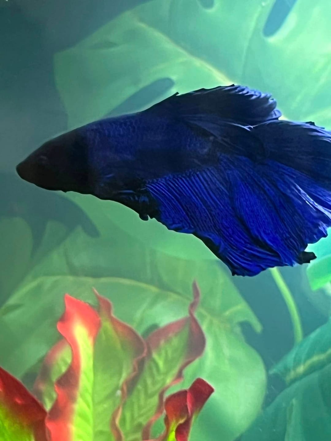 Customer photo review of Super Blue Halfmoon Male Betta Fish