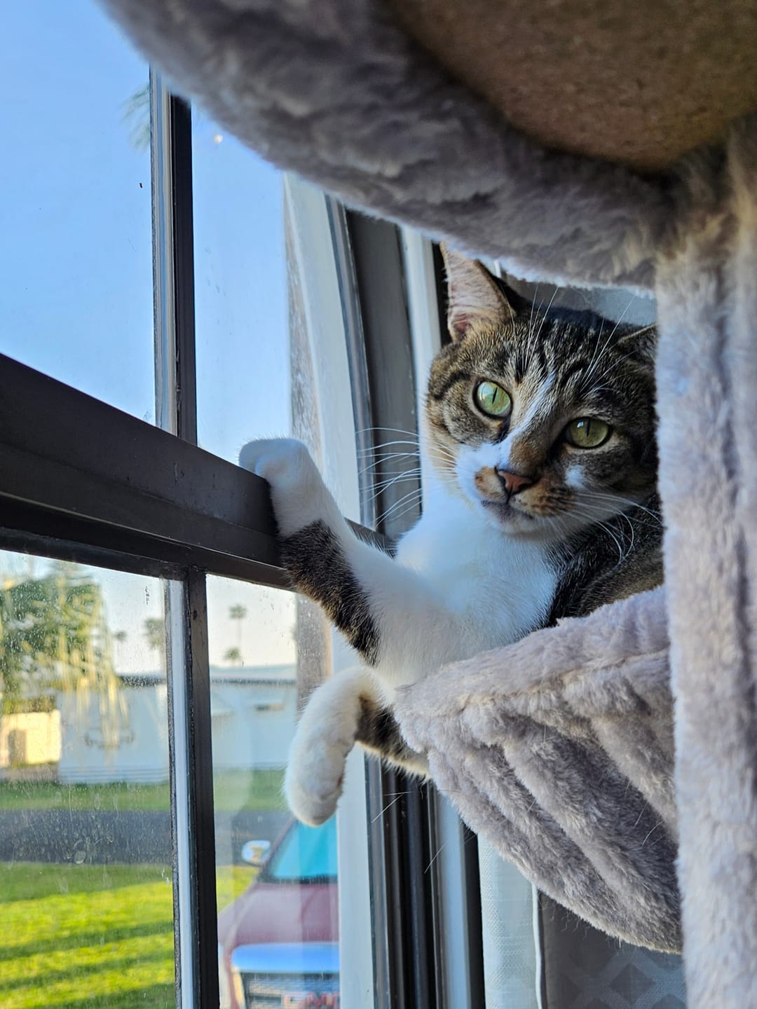 Customer photo review of Healthy Skin for Cats - Cat Miliary Dermatitis, Skin Allergy & Cat Scabs Remedy
