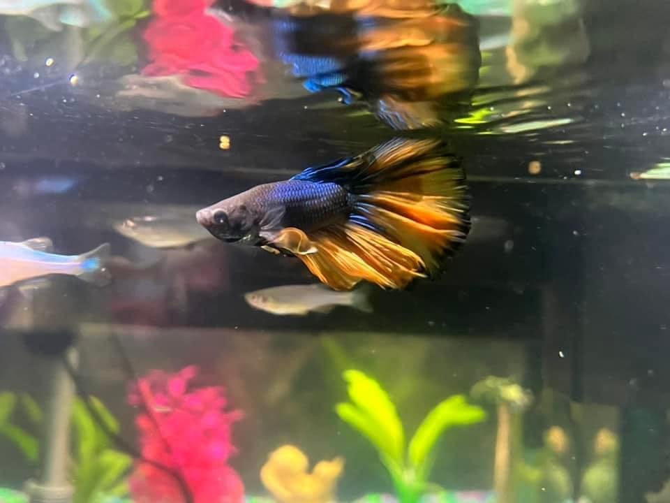 Customer photo review of Mustard Gas Blue Halfmoon Male Betta Fish