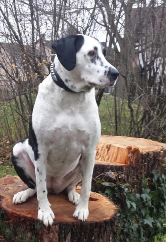 Customer photo review of Doppeltes Foto - Individueller Dog Tag Schlüsselanhänger