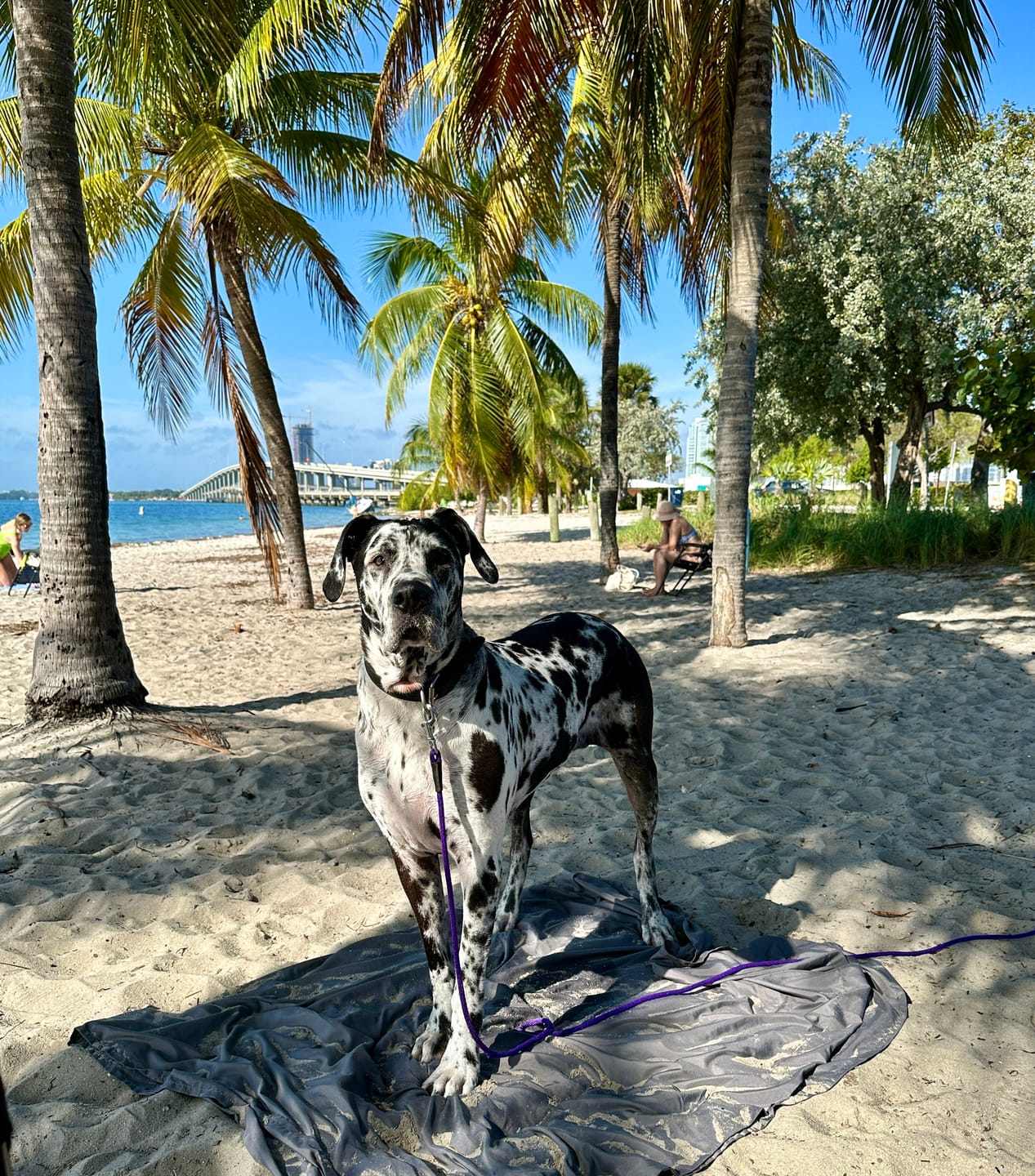 Customer photo review of 12 Inch Braided Jerky Stick