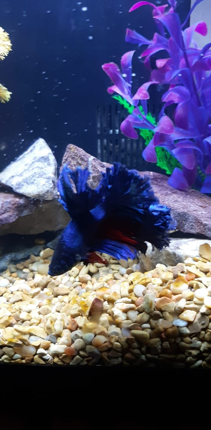 Customer photo review of Super Blue Halfmoon Male Betta Fish