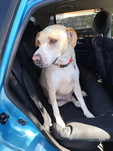 Customer photo review of Car Seat Cover