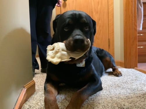 Customer photo review of PawProtect