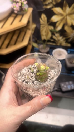 Customer photo review of Muddis Paste (Keiki Paste)