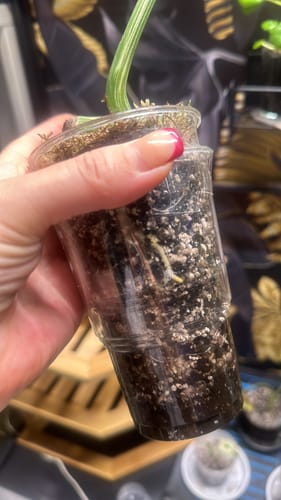 Customer photo review of HPE - Hesi Houseplant Elixir