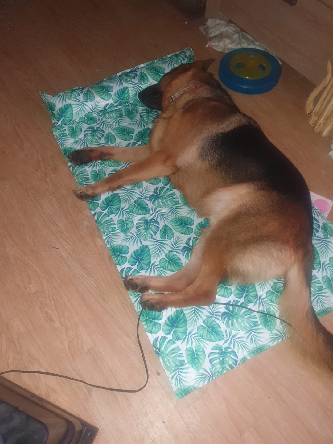 Customer photo review of PaWz Dog Summer Cooling Mat