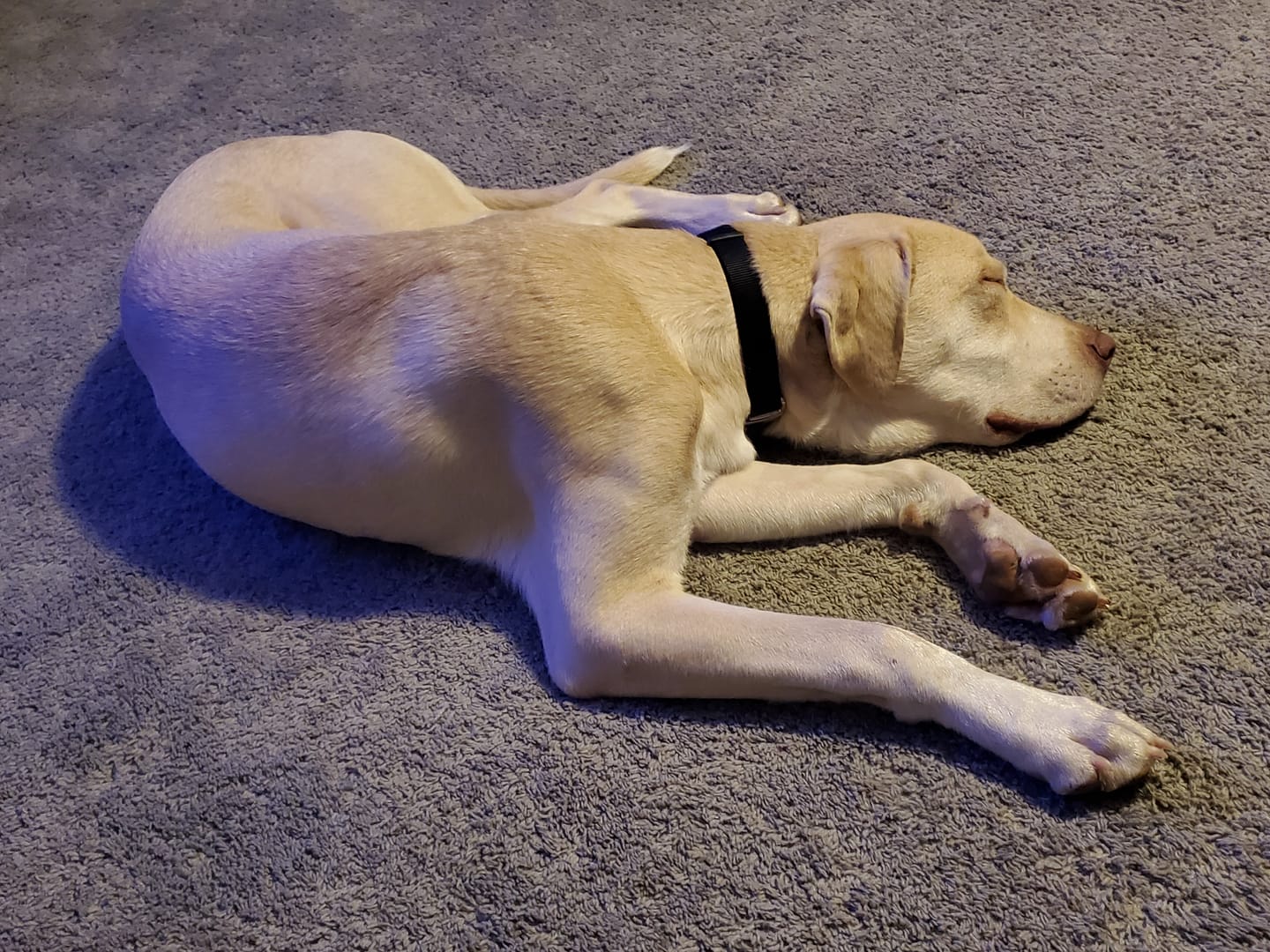 Customer photo review of 12 Inch Standard Braided Bully Stick