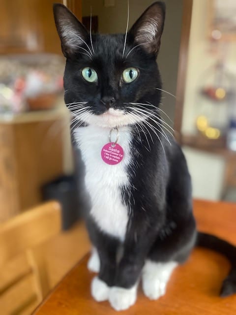 Customer photo review of The Coding Cat Hoodie