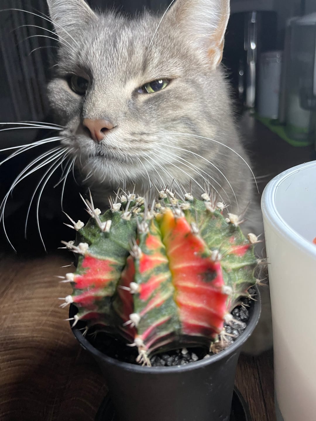 Customer photo review of Gymnocalycium Mihanovichii Variegata (Kaktus)