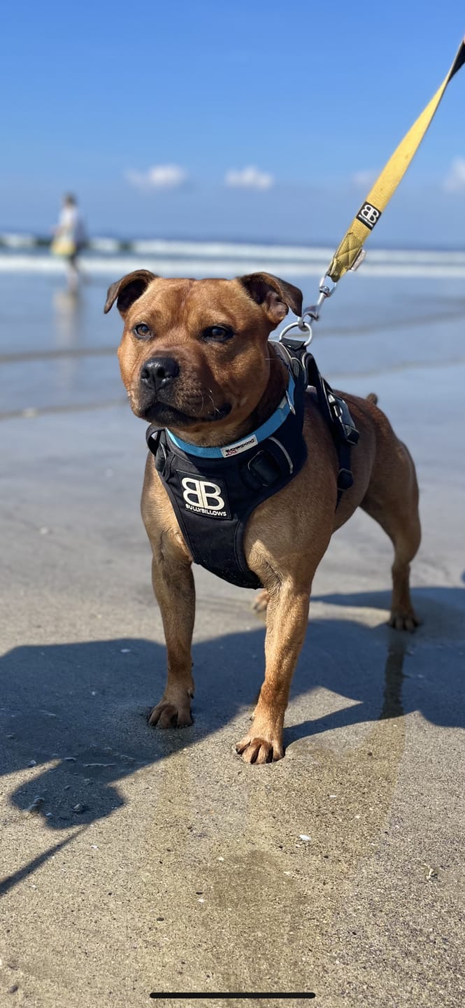 Customer photo review of Premium Comfort Harness | Non Restrictive & Adjustable - Black v2.0