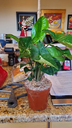 Customer photo review of Syngonium Panda Galaxy