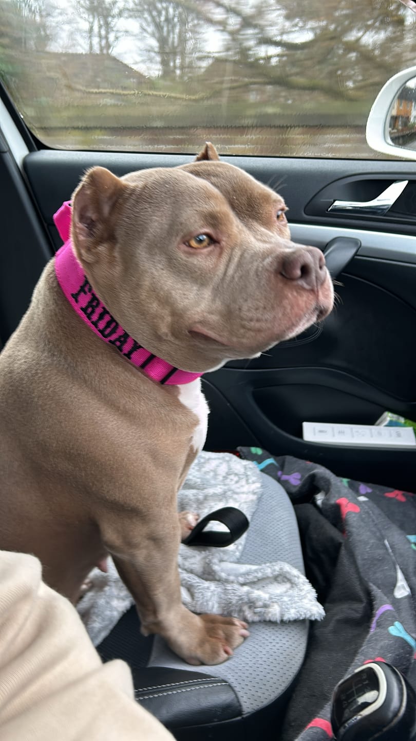 Customer photo review of 4cm Combat® Collar | With Handle & Rated Clip - Magenta v2.0