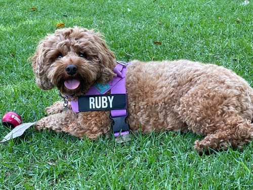 Customer photo review of Dog Lovers Pack