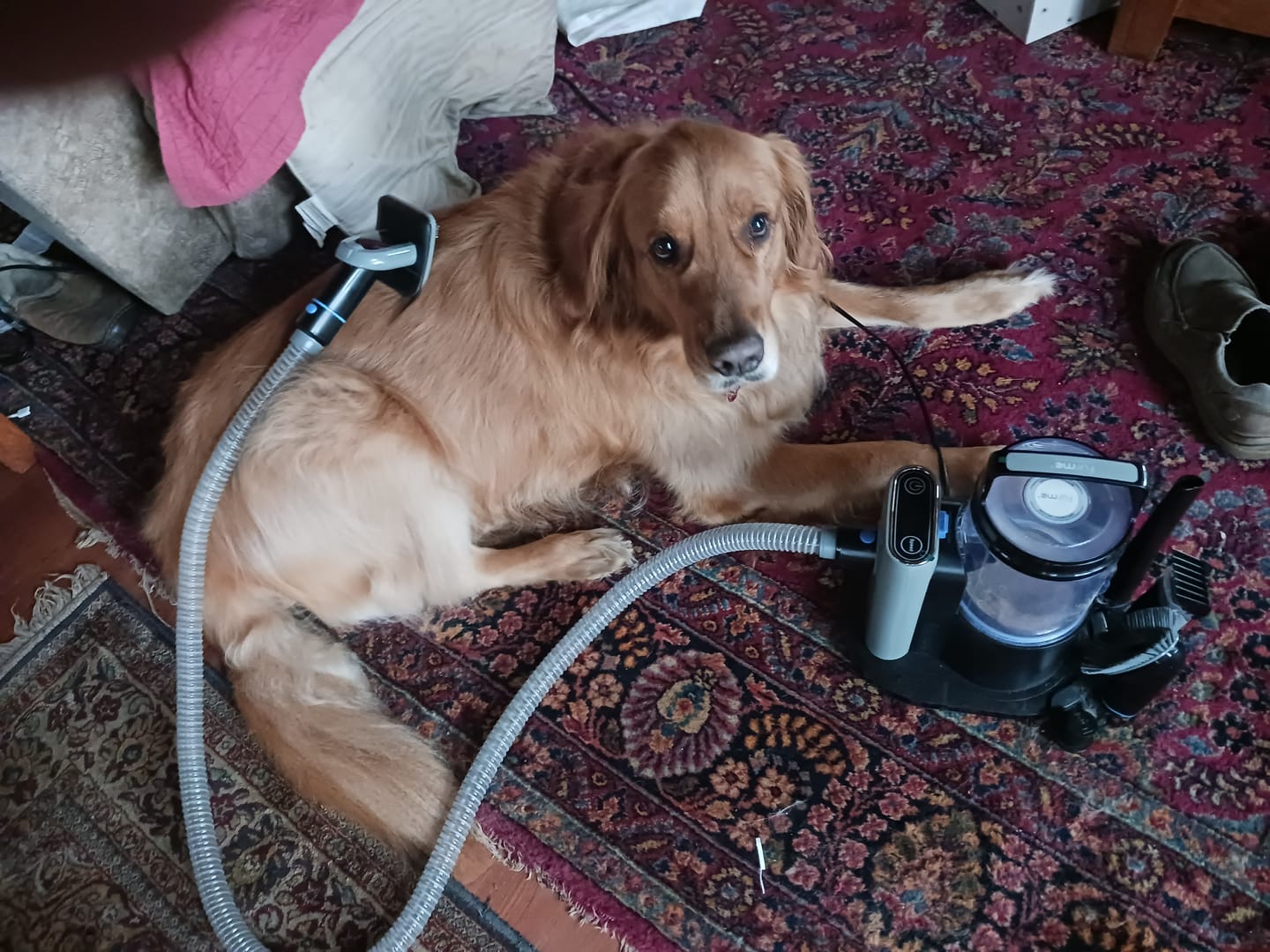 Customer photo review of furMe Grooming Vacuum Filter Replacement Pack