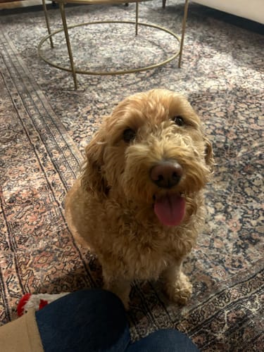 Customer photo review of Diamond Floral - Lumbar - 12x20" | 12x26" | 12x40"