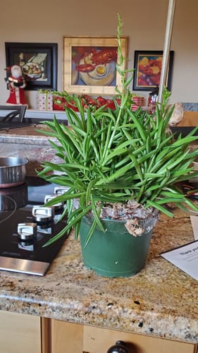 Customer photo review of Peperomia Nevada