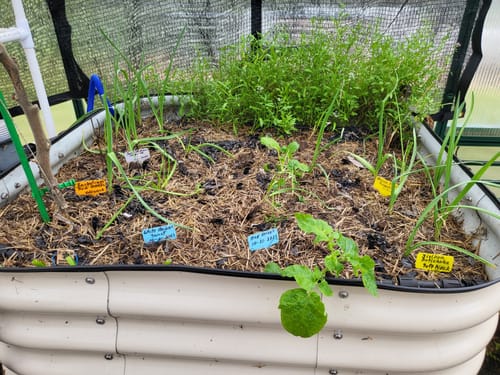 Customer photo review of Inchelium Red Softneck Garlic - USDA Certified Organic