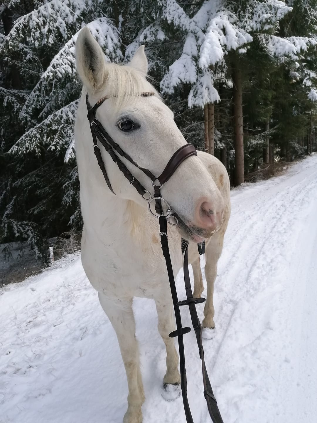 Customer photo review of Kristallkraft Brave Horse