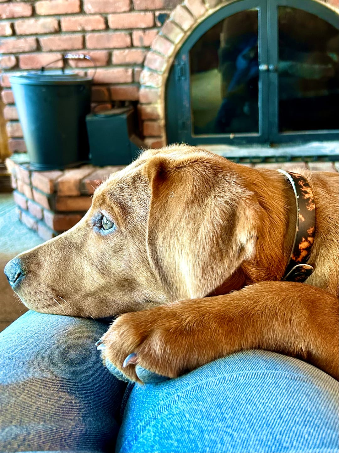 Customer photo review of Hendrix Dog Collar