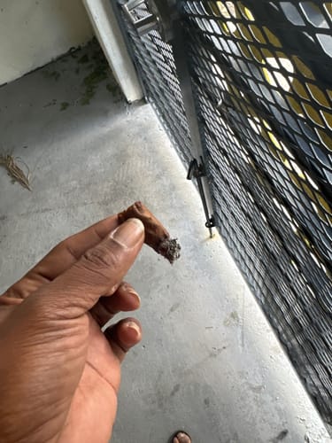 Customer photo review of FTP x Looseleaf Wraps (40 count)